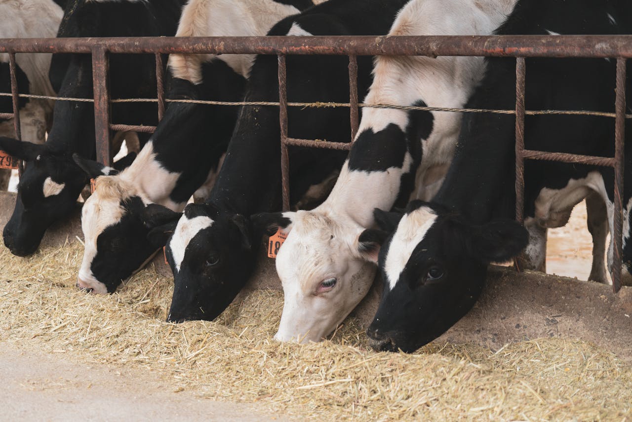 Holstein cows eating hay in an indoor barn. Captures the essence of dairy farming and livestock care.