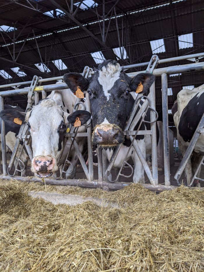 Mastering the First Impression: Your intriguing post title goes here Close-up of Holstein dairy cows feeding in a barn, showcasing agriculture and livestock behavior.