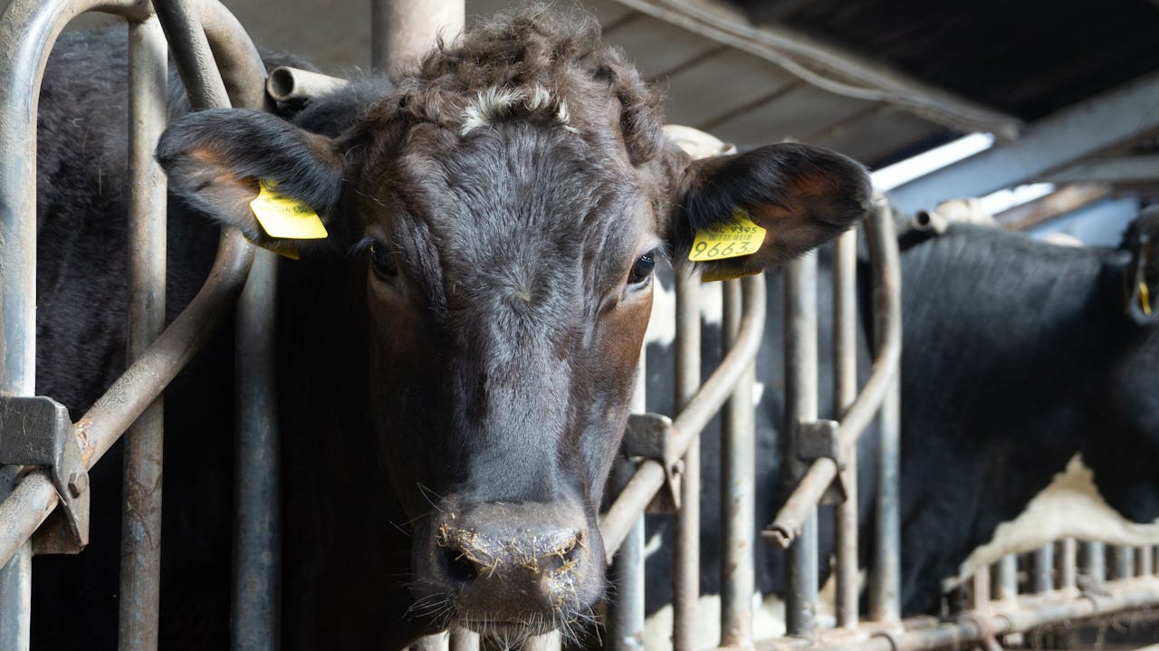 Detailed view of a cow in a barn in Varsseveld, Netherlands.