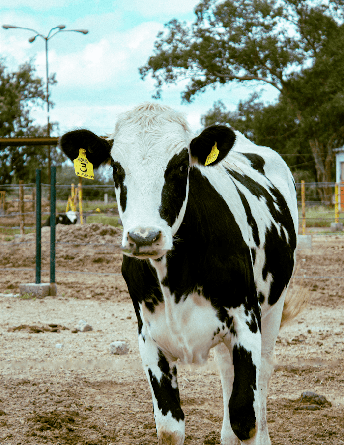 A Holstein cow with ear tags stands in a rural outdoor pasture.