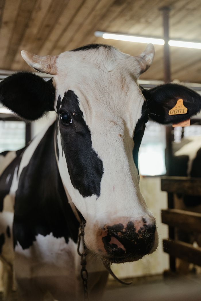 Detailed view of a Holstein cow inside a barn, showcasing its distinctive black and white fur pattern.