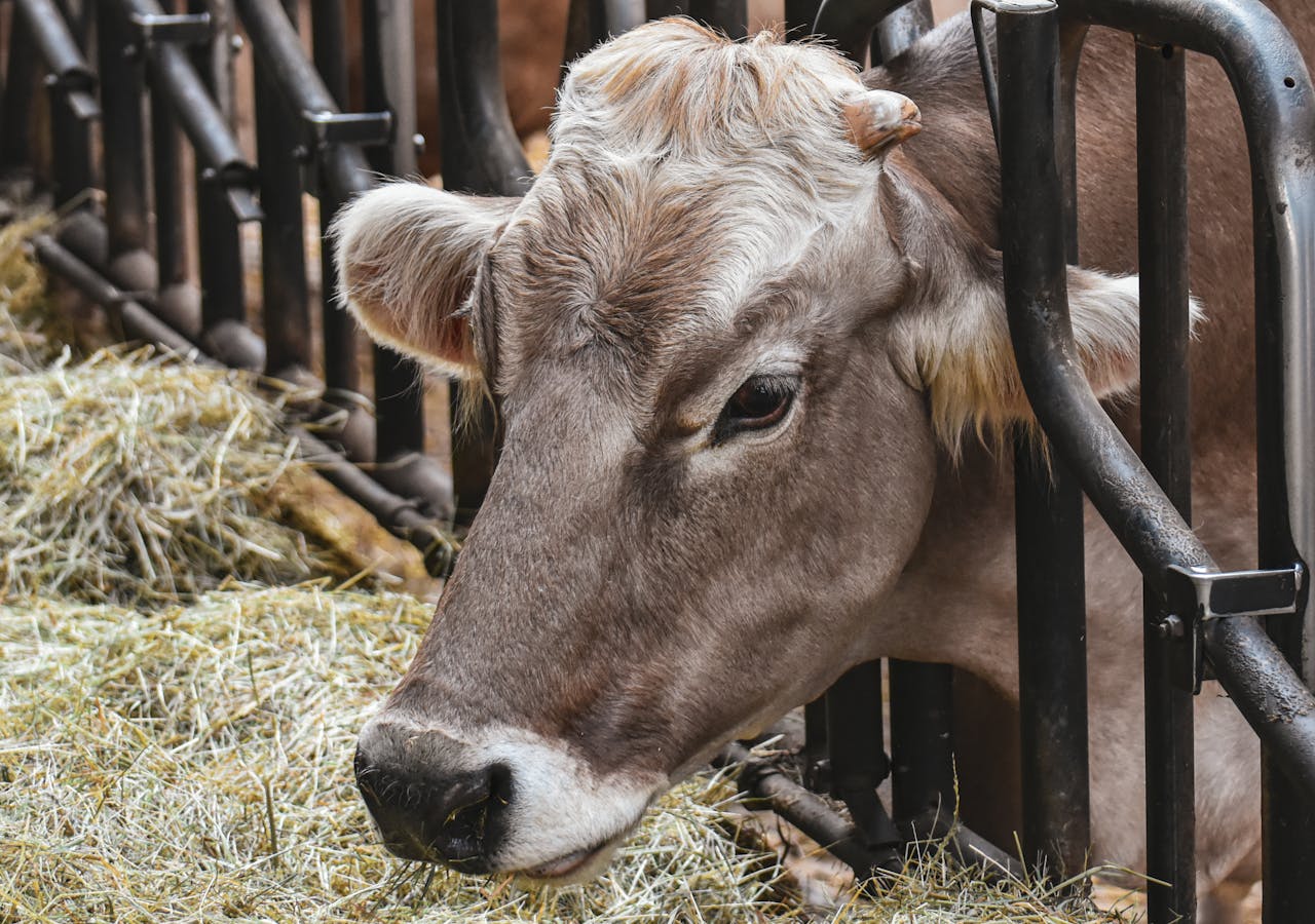 Offerings Close-up of a brown cow eating hay in a farm pen. Perfect for agricultural and livestock themes.