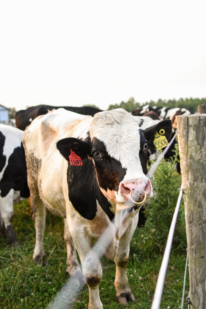 Offerings Close-up of Holstein cows with ear tags grazing in a lush green pasture.